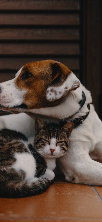 friendship, cat, dog Wallpaper 1080x2340