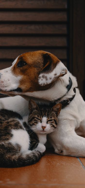 friendship, cat, dog Wallpaper 720x1600