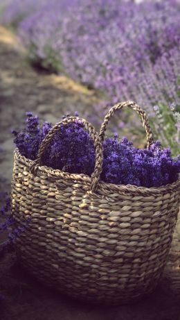 lavender, cart Wallpaper 640x1136