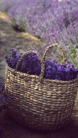 lavender, cart Wallpaper 1440x2560