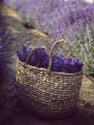 lavender, cart Wallpaper 3024x4032