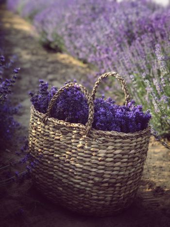 lavender, cart Wallpaper 2048x2732