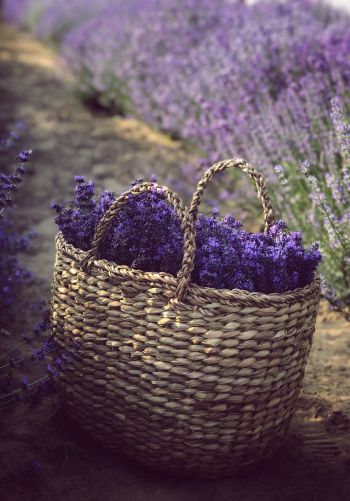 lavender, cart Wallpaper 1668x2388