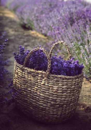 lavender, cart Wallpaper 1640x2360