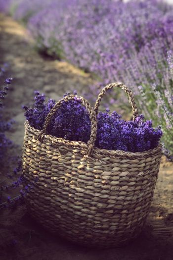 lavender, cart Wallpaper 640x960