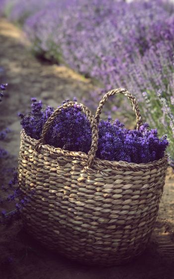 lavender, cart Wallpaper 1752x2800