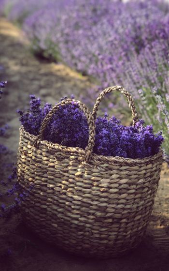 lavender, cart Wallpaper 1200x1920