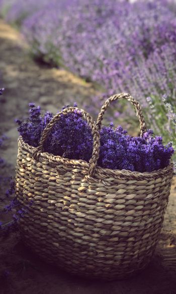 lavender, cart Wallpaper 1200x2000
