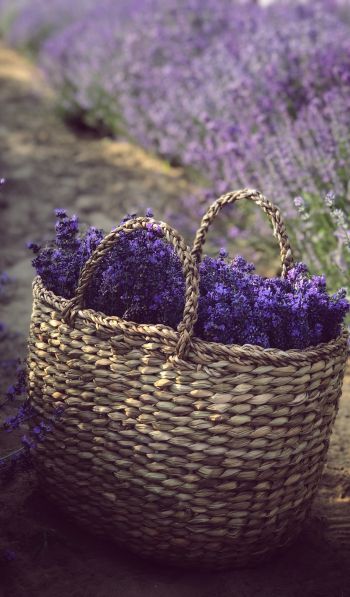 lavender, cart Wallpaper 600x1024