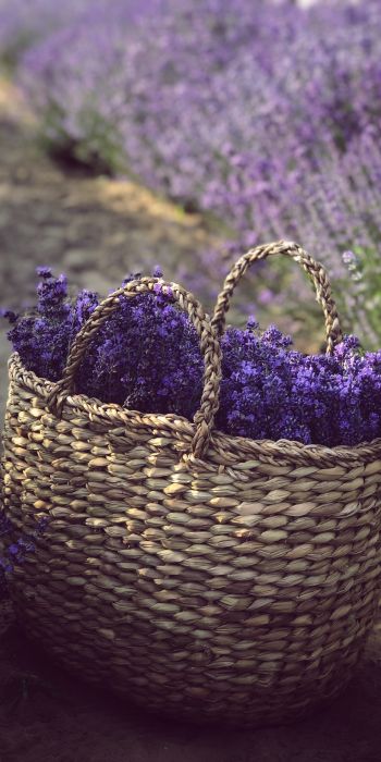 lavender, cart Wallpaper 720x1440