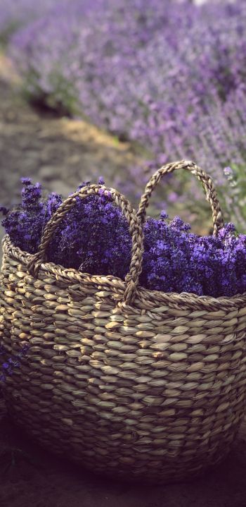 lavender, cart Wallpaper 1440x2960