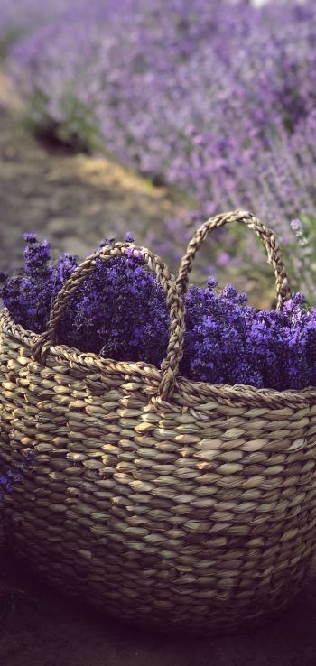lavender, cart Wallpaper 720x1520