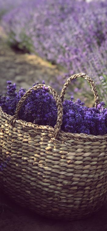 lavender, cart Wallpaper 828x1792