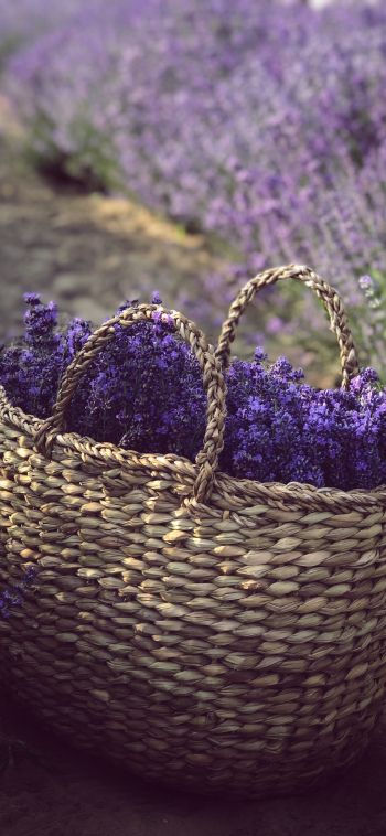 lavender, cart Wallpaper 1080x2340