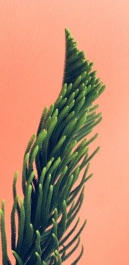 pine, green Wallpaper 1440x2960
