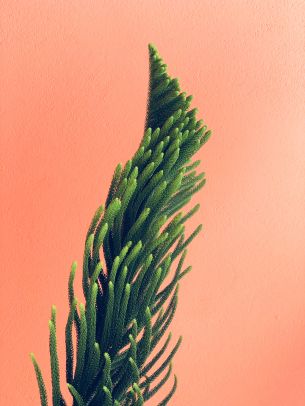 pine, green Wallpaper 3024x4032