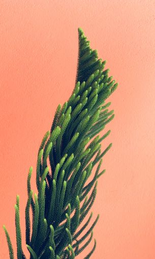 pine, green Wallpaper 1200x2000
