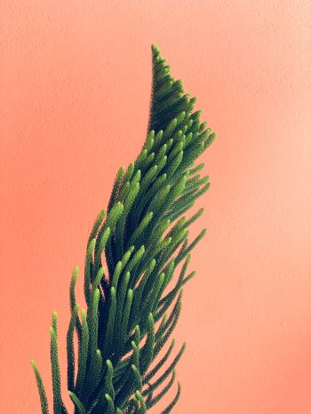 pine, green Wallpaper 1668x2224