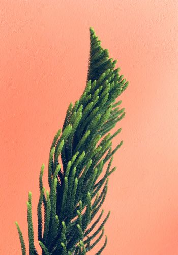 pine, green Wallpaper 1668x2388