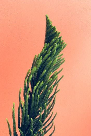 pine, green Wallpaper 640x960