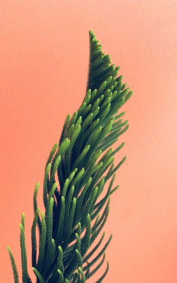 pine, green Wallpaper 1752x2800