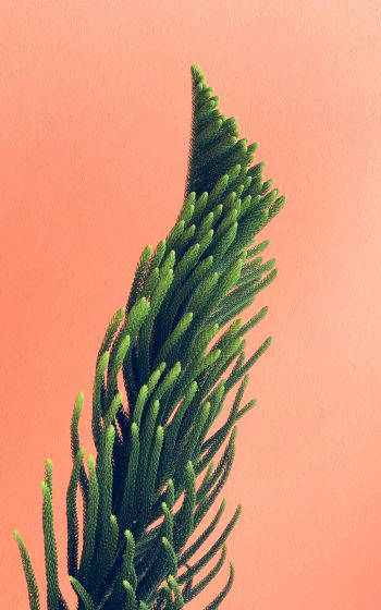 pine, green Wallpaper 1200x1920