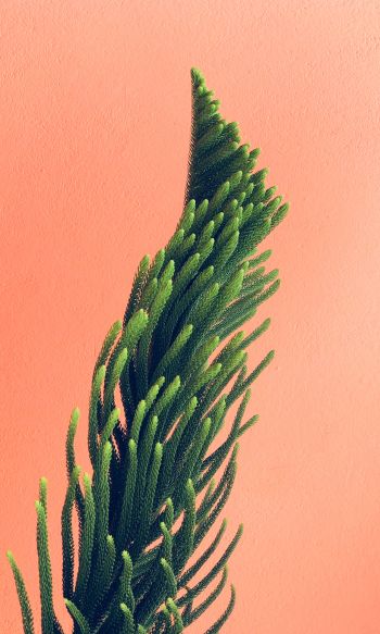 pine, green Wallpaper 1200x2000