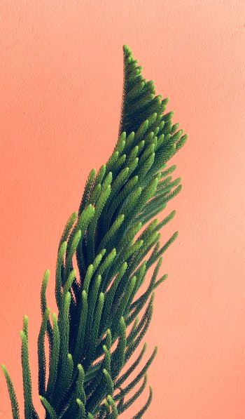 pine, green Wallpaper 600x1024