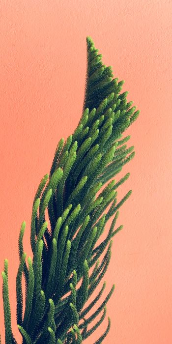 pine, green Wallpaper 720x1440