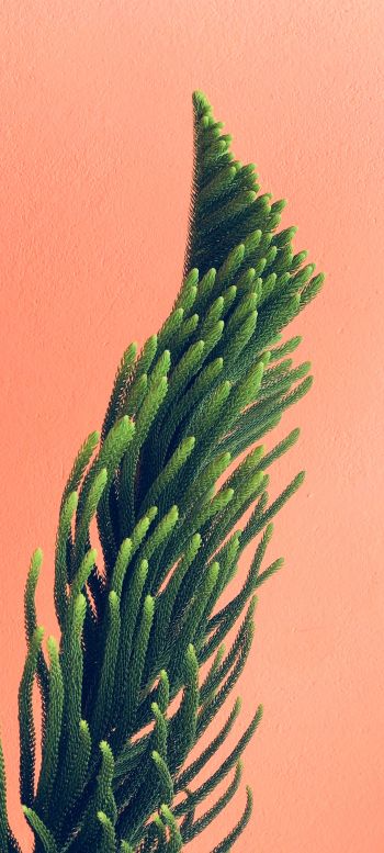 pine, green Wallpaper 1080x2400
