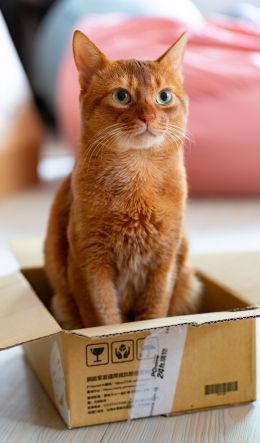 cat, pet, box Wallpaper 600x1024