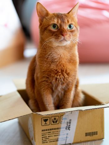 cat, pet, box Wallpaper 1620x2160