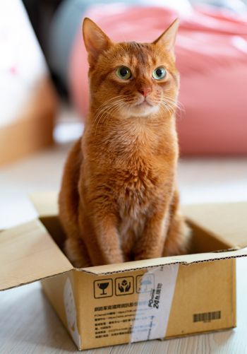 cat, pet, box Wallpaper 1668x2388