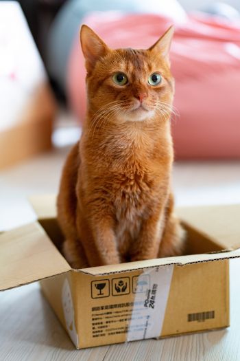cat, pet, box Wallpaper 640x960
