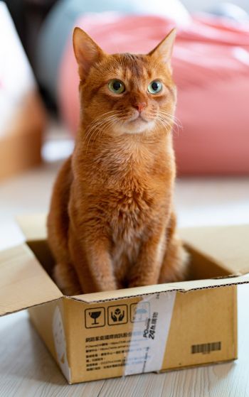 cat, pet, box Wallpaper 1752x2800