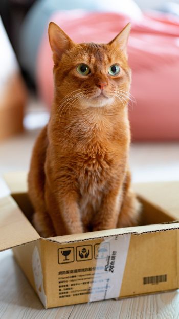 Обои 640x1136 кошка, домашний питомец, коробка