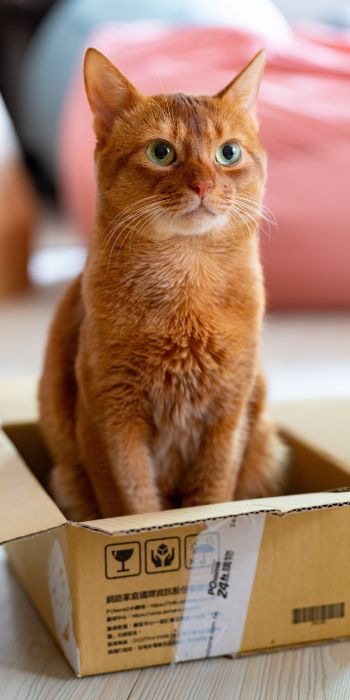 cat, pet, box Wallpaper 720x1440