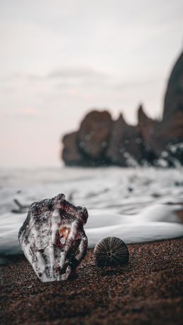 shell, sea, shore Wallpaper 640x1136