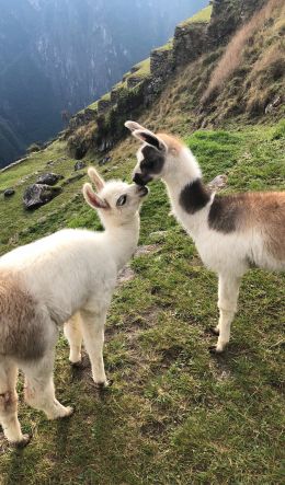 llama, alpaca, Machu Picchu Wallpaper 600x1024