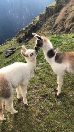 llama, alpaca, Machu Picchu Wallpaper 640x1136