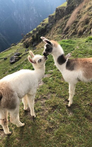 Обои 1600x2560 ламы, альпаки, Мачу-Пикчу