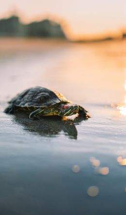 turtle, sand, sea, sun Wallpaper 600x1024