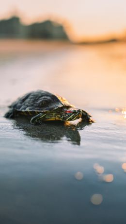 turtle, sand, sea, sun Wallpaper 640x1136