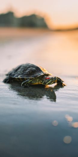 turtle, sand, sea, sun Wallpaper 720x1440