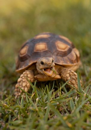 land turtle, reptile Wallpaper 1668x2388