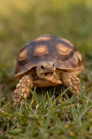 land turtle, reptile Wallpaper 640x960