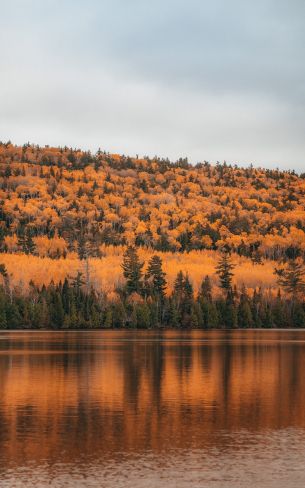 autumn forest, lake Wallpaper 800x1280