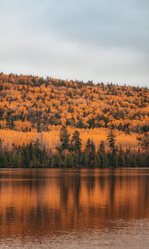 autumn forest, lake Wallpaper 1200x2000