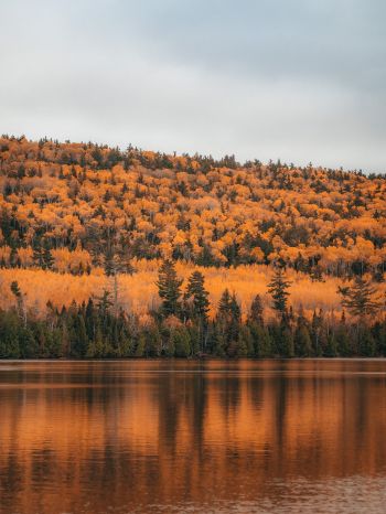autumn forest, lake Wallpaper 2048x2732