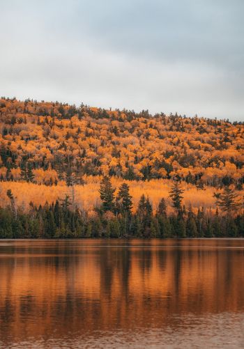 autumn forest, lake Wallpaper 1668x2388